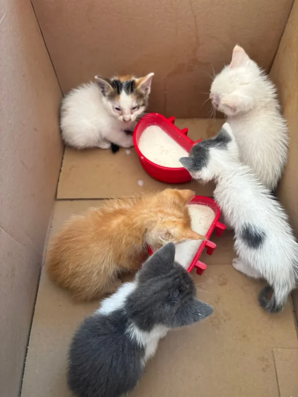 six kittens in different colors in a paper box