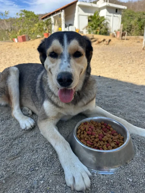 a dog in front of a full food bowl