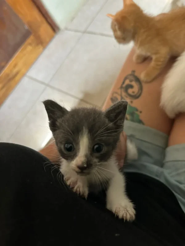 a tiny cat on lap looking at the camera