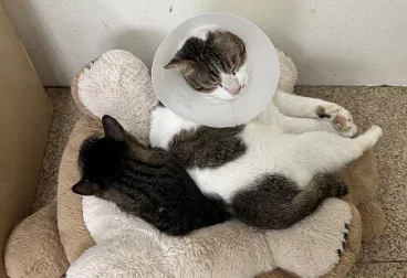 Veterinary Assistant